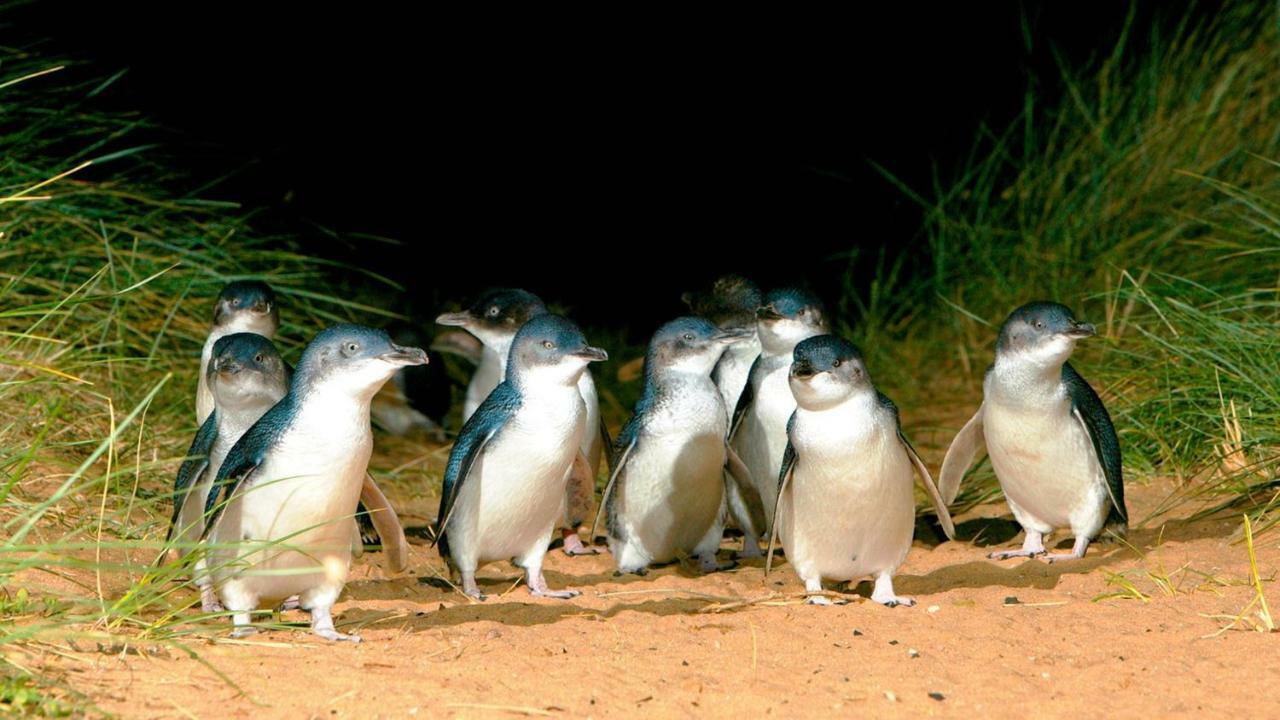 카우즈 The Grampian Phillip Island 빌라 외부 사진